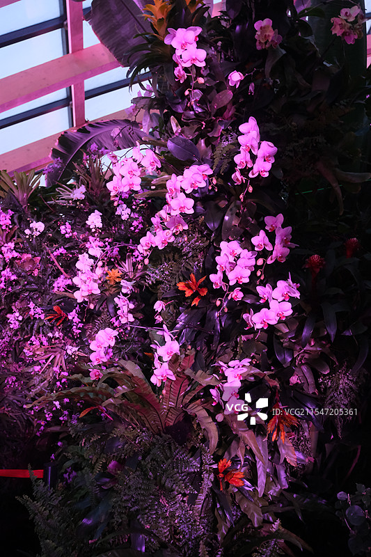 太原植物园-动植物特写图片素材