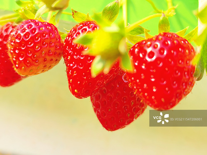 成熟了的草莓图片素材