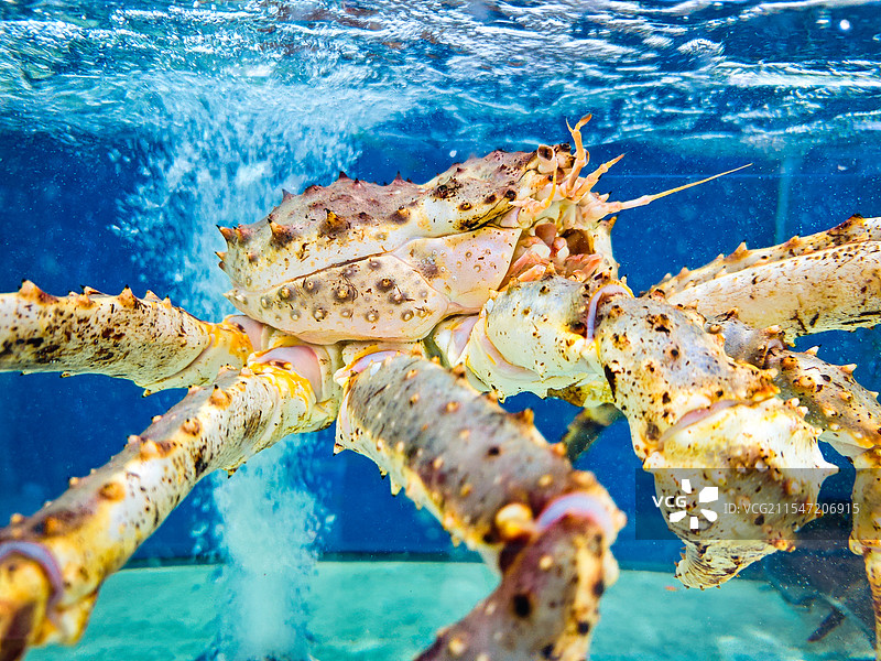 玻璃缸里的帝王蟹图片素材