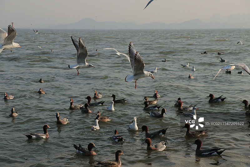 深圳湾候鸟图片素材
