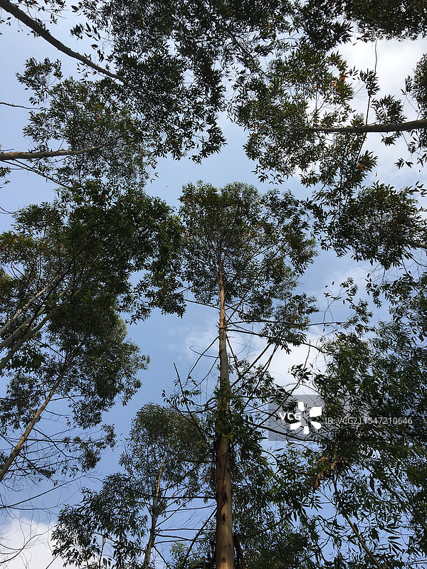 桉树林图片素材