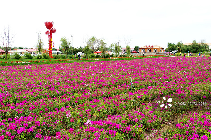 佳木斯市郊区大来花海图片素材