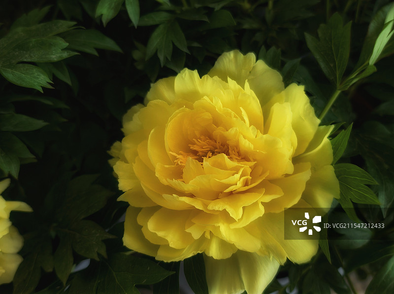 黄色牡丹～拍摄于上海辰山植物园图片素材