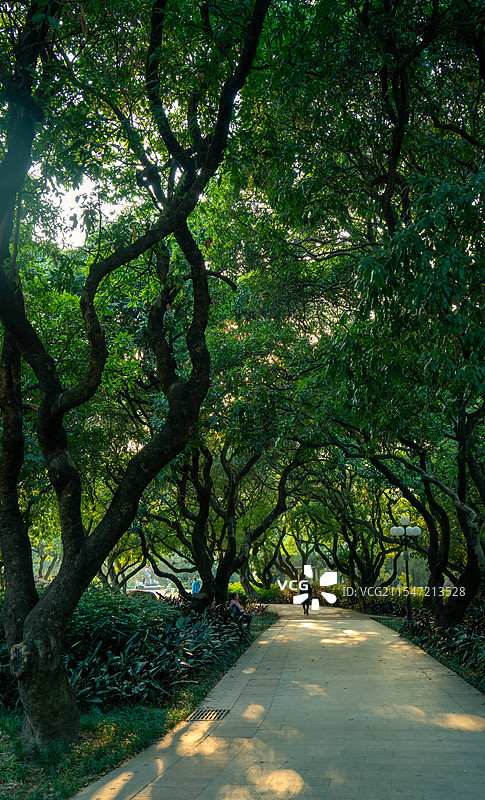 深圳荔枝公园的绿荫图片素材