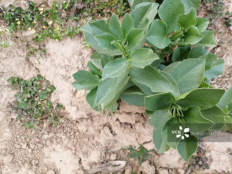 农田里生长的蚕豆苗图片素材