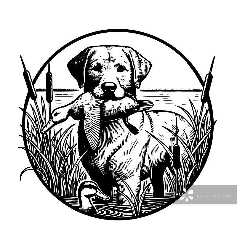 狗叼着一只鸭子在狩猎图片素材