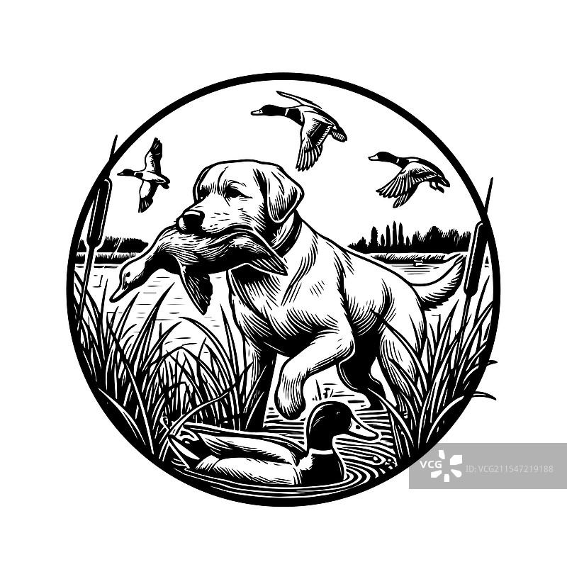 狗叼着一只鸭子在狩猎图片素材