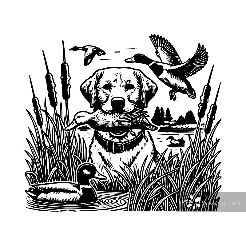 狗叼着鸭子在狩猎图片素材