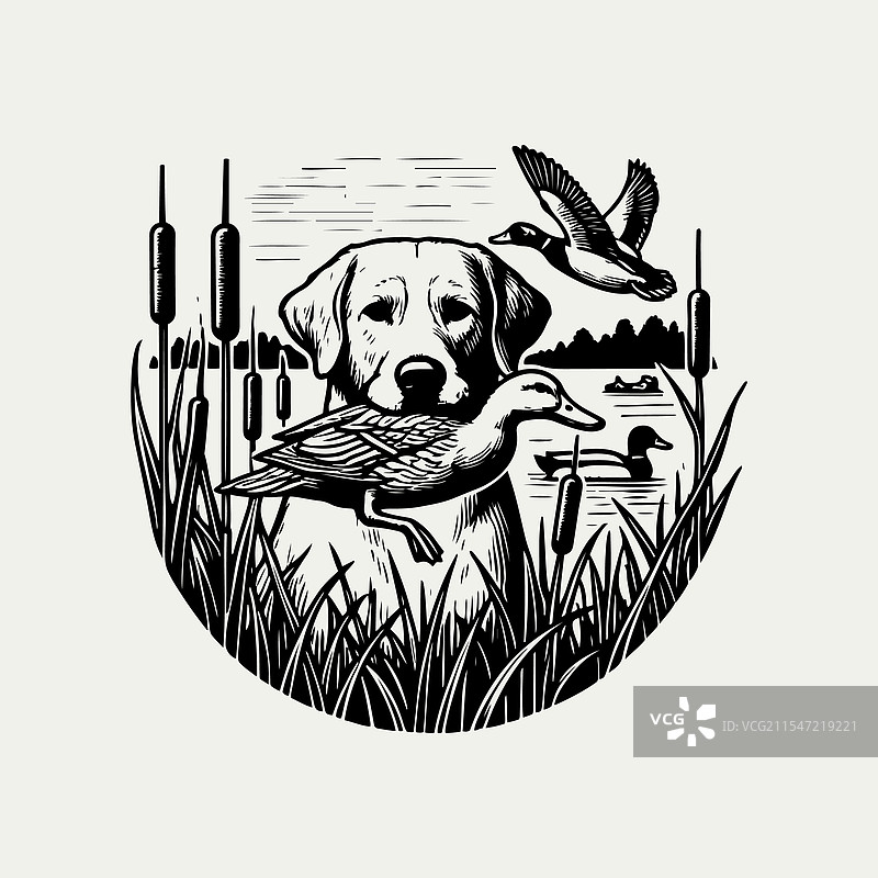 狗叼着一只鸭子在狩猎图片素材
