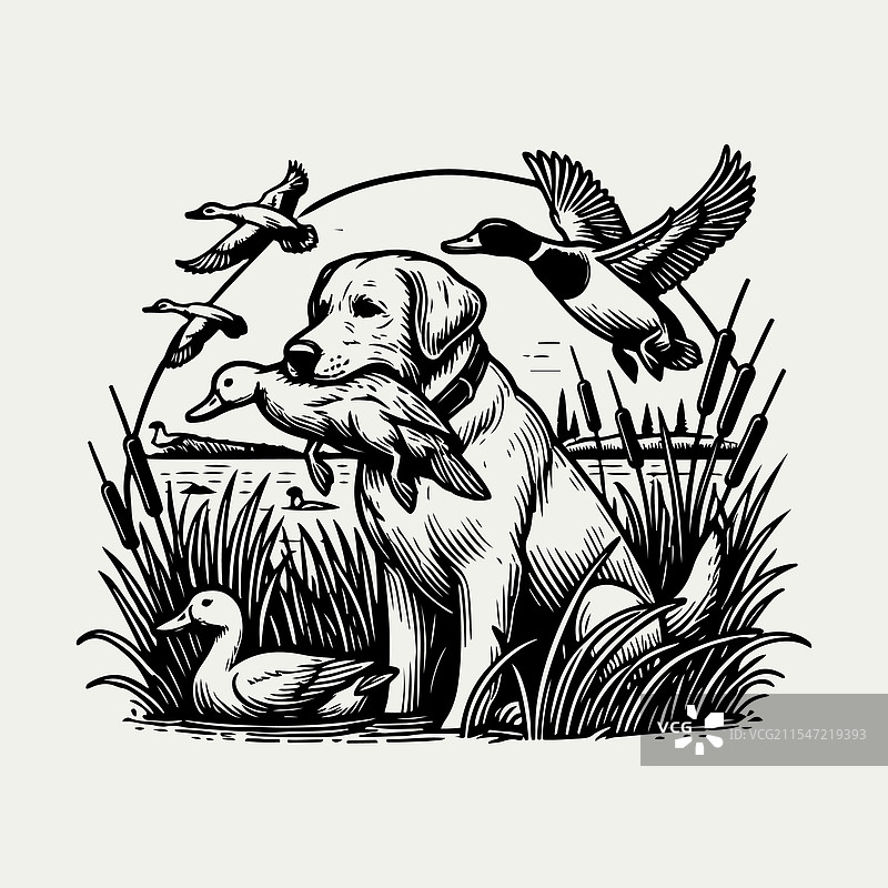 狗叼着一只鸭子在狩猎图片素材