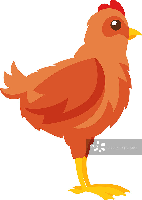 成年鸡 家禽 农场鸟图片素材