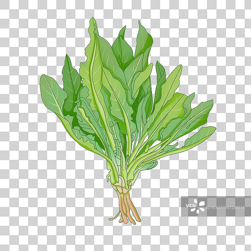 酸模手绘插画图片素材