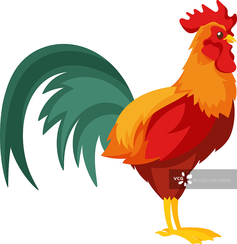 成年公鸡 家禽 农场鸟图片素材