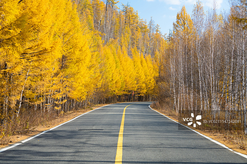 秋天 蓝天白云下穿过金色森林柏油公路图片素材