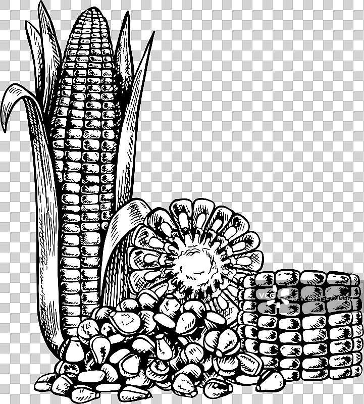 一根玉米棒、一根切片的玉米棒和一把玉米粒图片素材