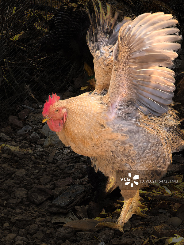 振臂欲飞的母鸡图片素材