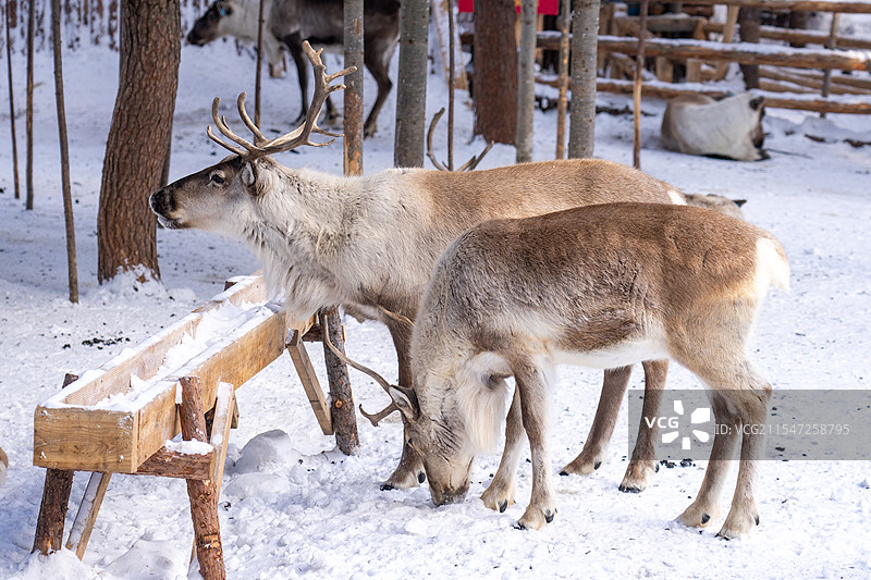 东北雪地上的驯鹿图片素材