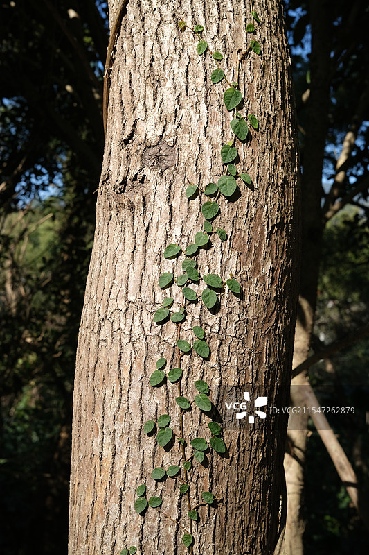 依附在树干上的藤蔓：络石藤图片素材