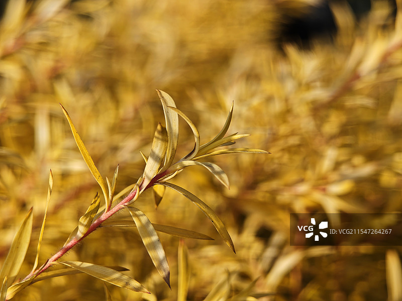 金叶莸图片素材