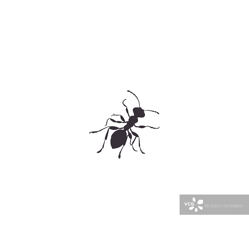 蚂蚁图标轮廓集，孤立在白色背景上图片素材