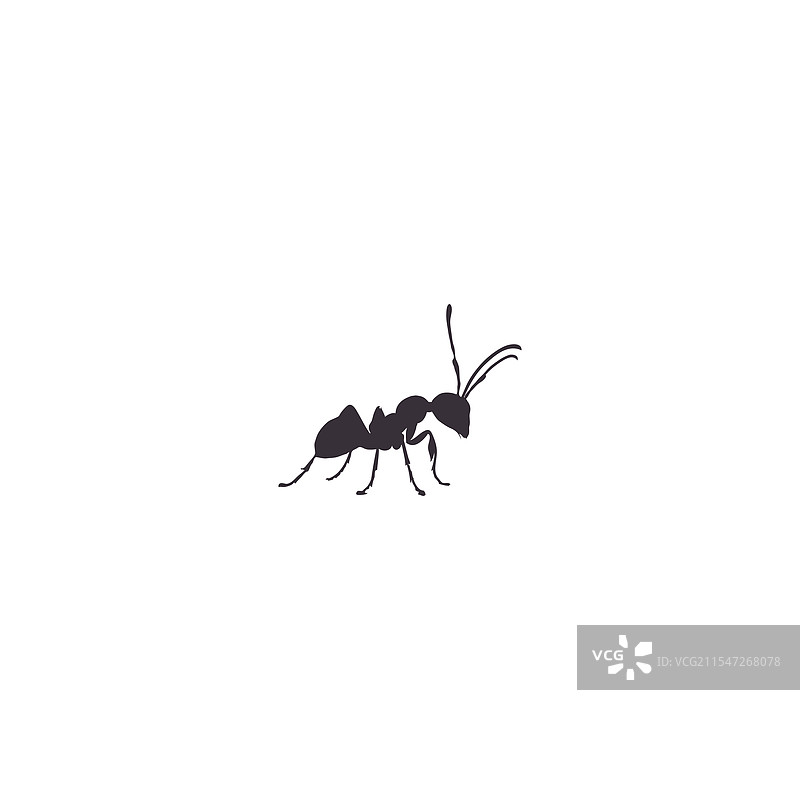 蚂蚁图标轮廓集，孤立在白色背景上图片素材