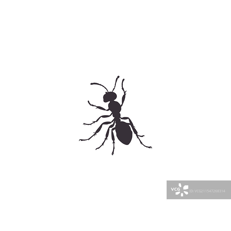 蚂蚁图标轮廓集，孤立在白色背景上图片素材