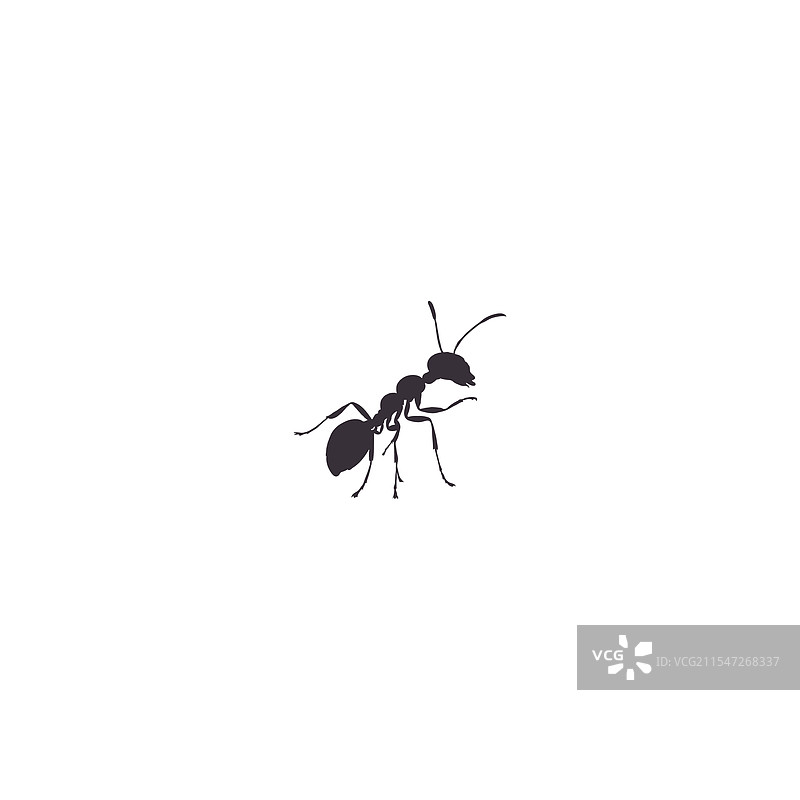 蚂蚁图标轮廓集，孤立在白色背景上图片素材