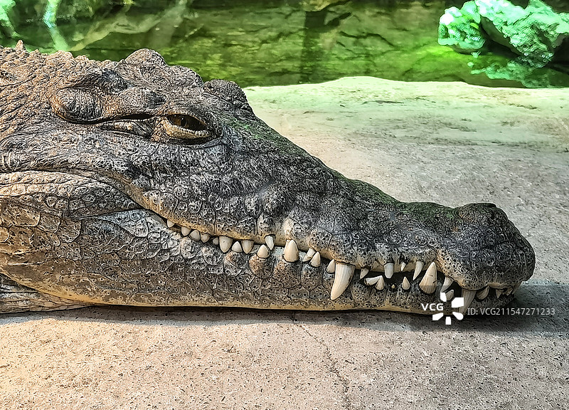 重庆动物园-鳄鱼图片素材