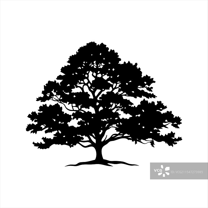 优雅的橡树剪影图片素材