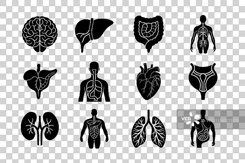 人体内部器官轮廓束图片素材