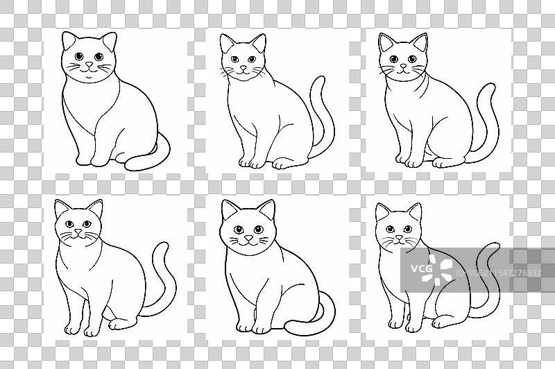 英国短毛猫图片素材