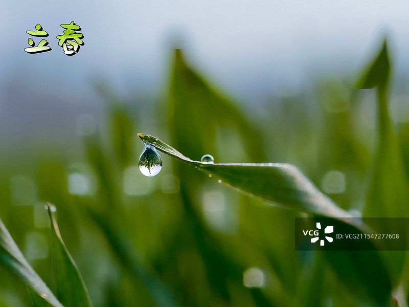 叶之舞（萌动的春）图片素材