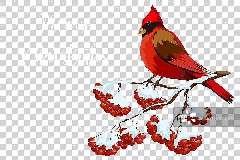 圣诞卡上的红雀图片素材