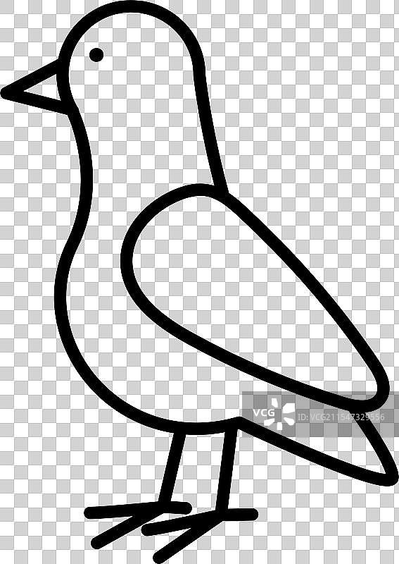 鸽子动物G风格图片素材