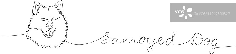 萨摩耶犬，雪橇犬，土著品种，伴侣犬图片素材