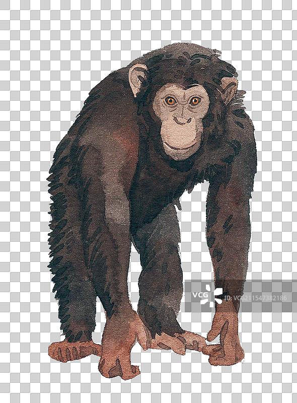 猿猴插画图片素材