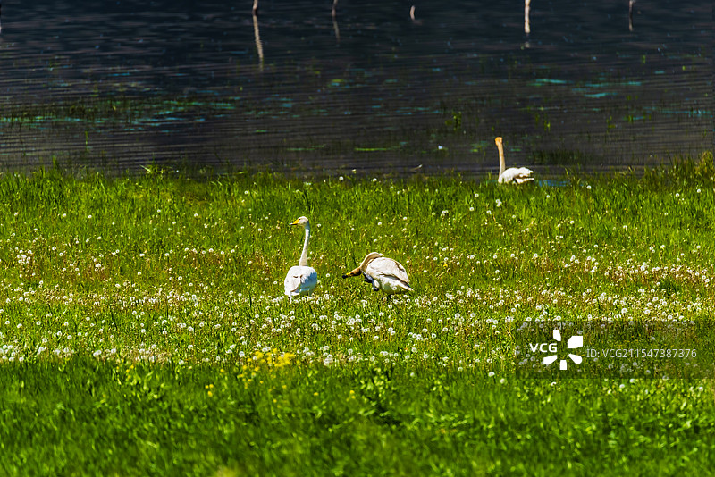 青河县夏日天鹅图片素材
