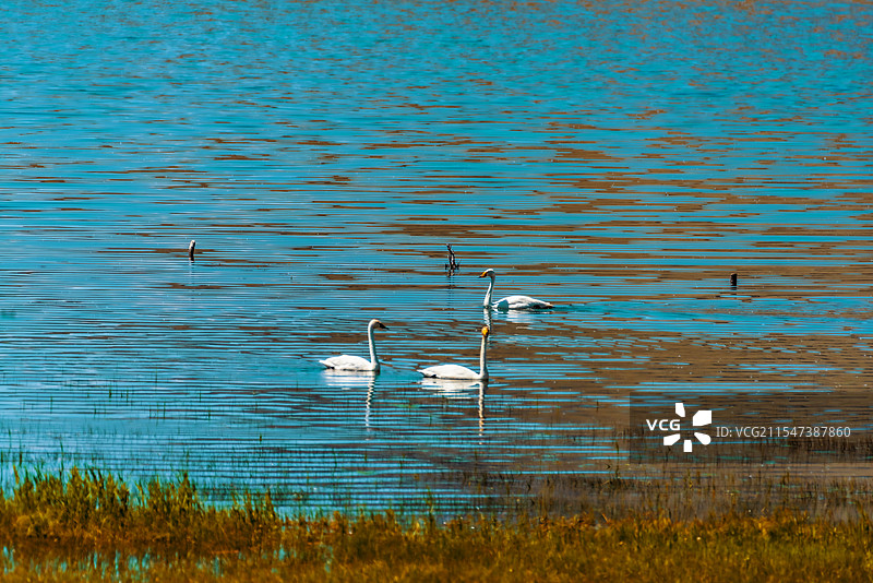 青河县夏日天鹅8图片素材