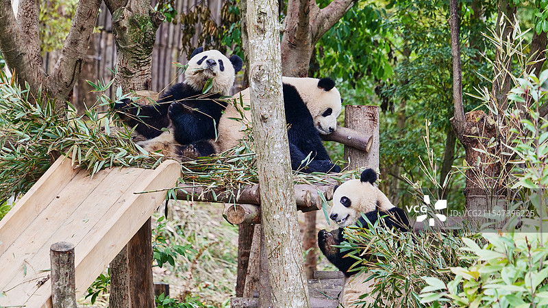 四川成都大熊猫繁育研究基地的大熊猫图片素材