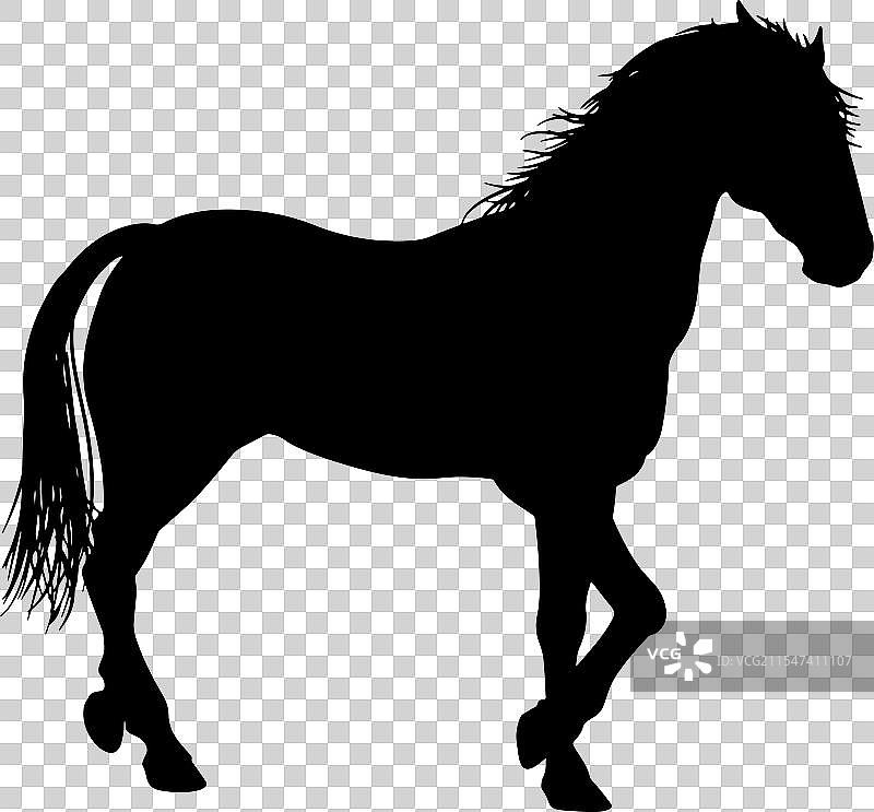 雄伟的马轮廓图片素材