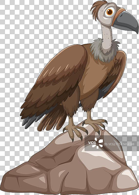 一只秃鹫站在石头上图片素材