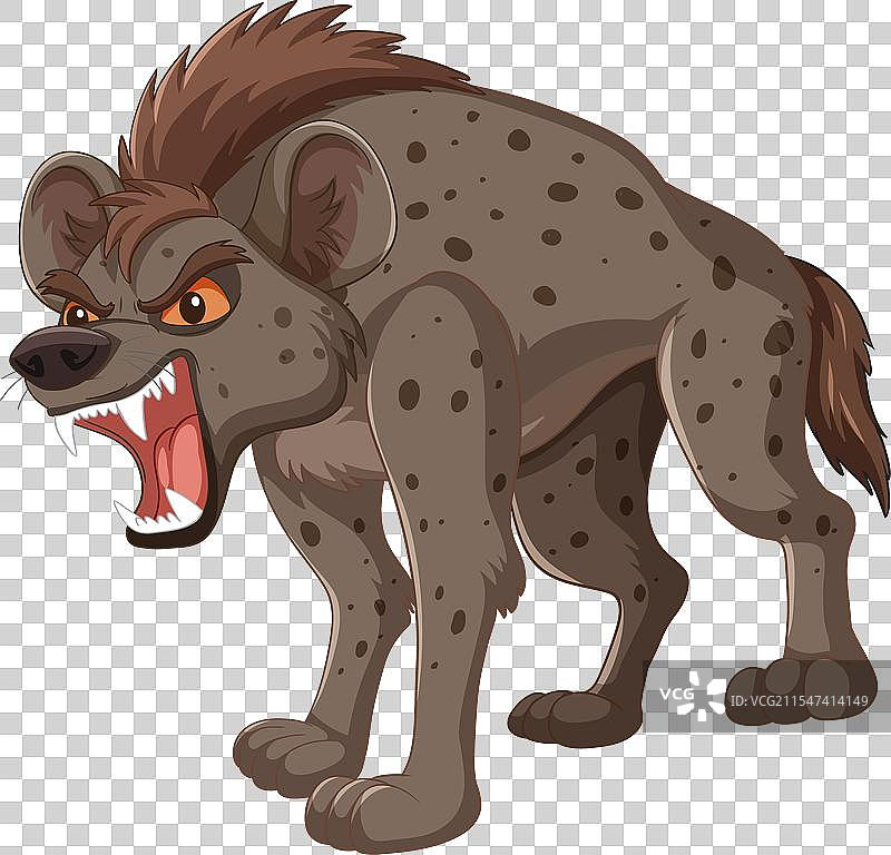 一只愤怒的土狼在咆哮图片素材