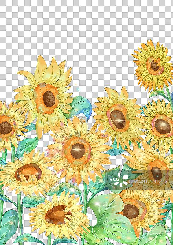 向日葵图片素材