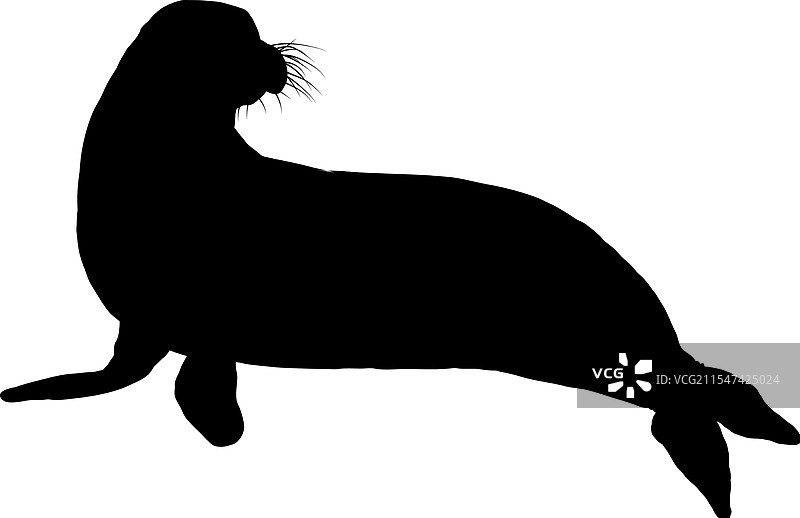 海豹轮廓图片素材