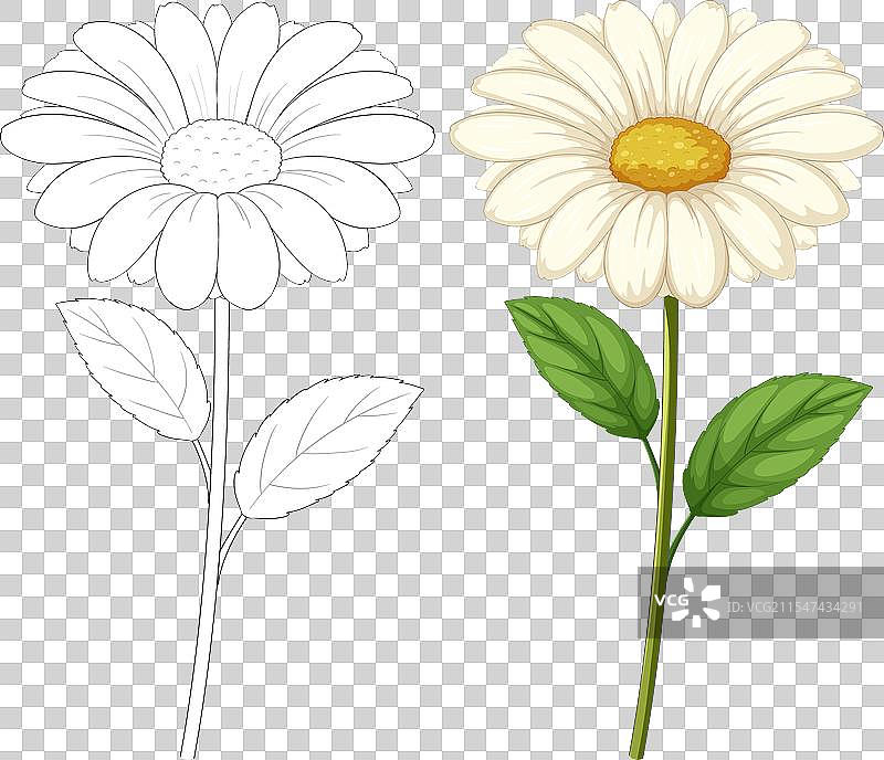 一朵彩色并勾边的雏菊图片素材