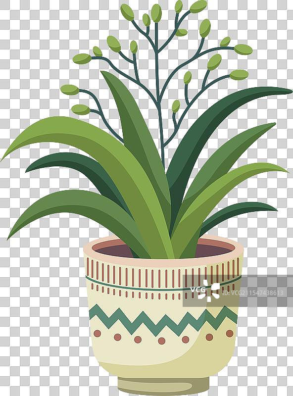 盆栽中长着小绿芽的植物图片素材