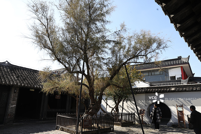 江苏淮安：周恩来故居的观音柳图片素材