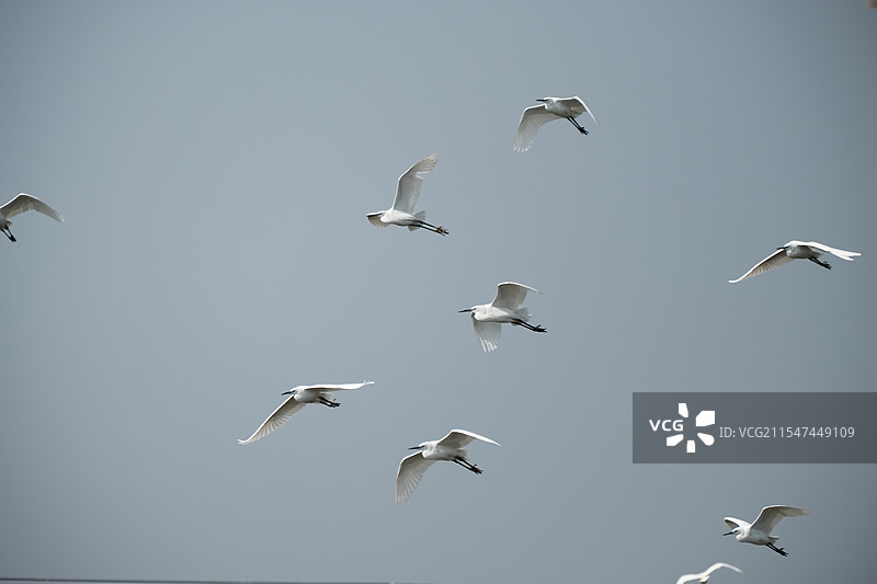 飞行的白鹭图片素材