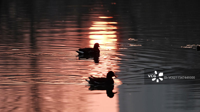 落日水面的小水禽图片素材