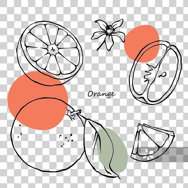 手绘切好的橙子片和半个轮廓图片素材